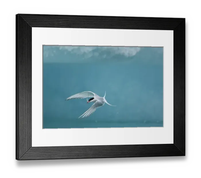 Framed Print : Iceland, Skaftafell National Park, Arctic Terns fishing by icebergs in Jokulsarlon Lake