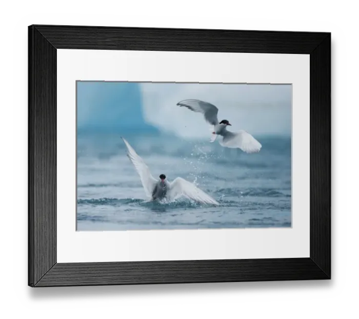 Framed Print : Iceland, Skaftafell National Park, Two Arctic Terns (Sterna paradisaea) diving for Framed Print : Iceland, Skaftafell National Park, Two Arctic Terns (Sterna paradisaea) diving for