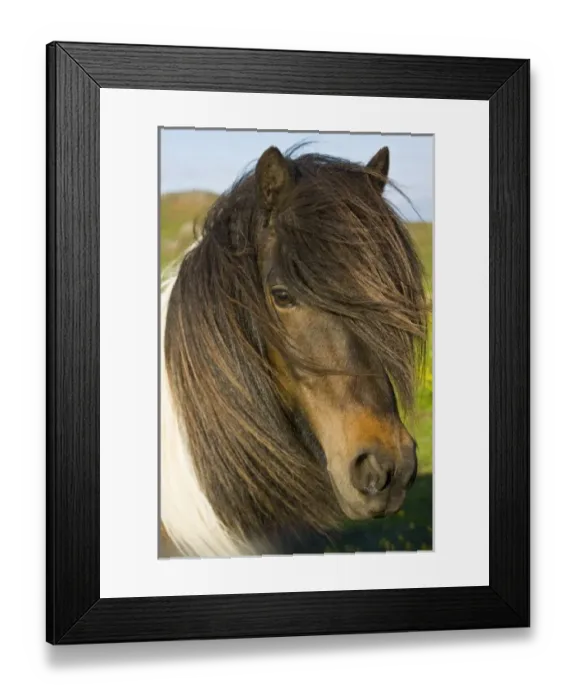 Framed Print : Icelandic Horse in southern Iceland