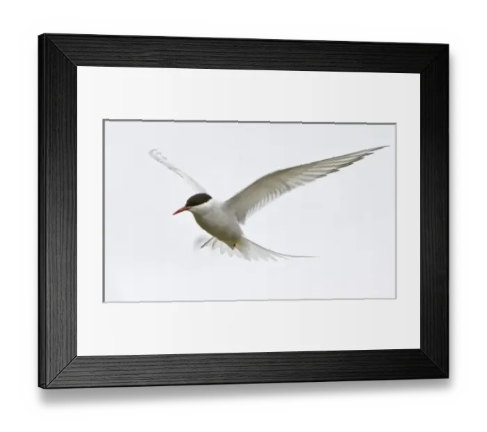 Framed Print : Arctic Tern in flight in Iceland Framed Print : Arctic Tern in flight in Iceland