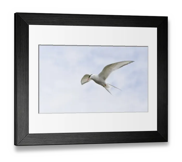Framed Print : Arctic Tern in flight in Iceland Framed Print : Arctic Tern in flight in Iceland