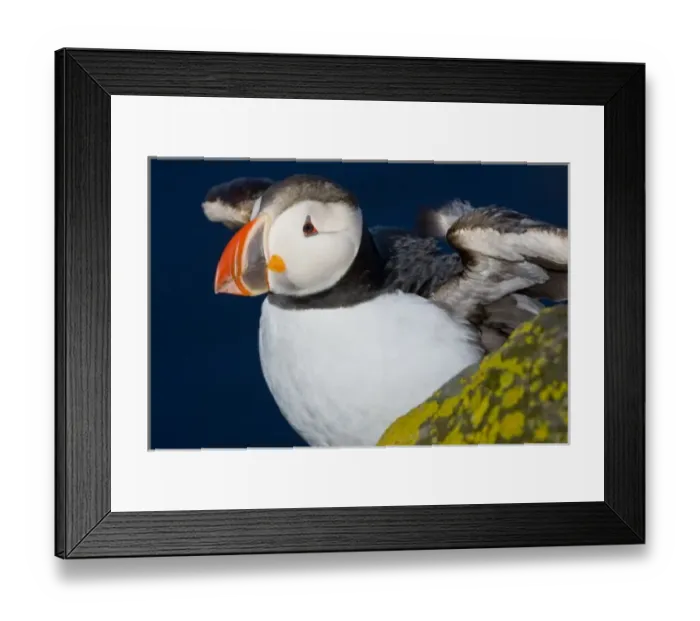Framed Print : The Atlantic Puffin, a pelagic seabird, shown here in breeding colors. Latrabjerg peninsula