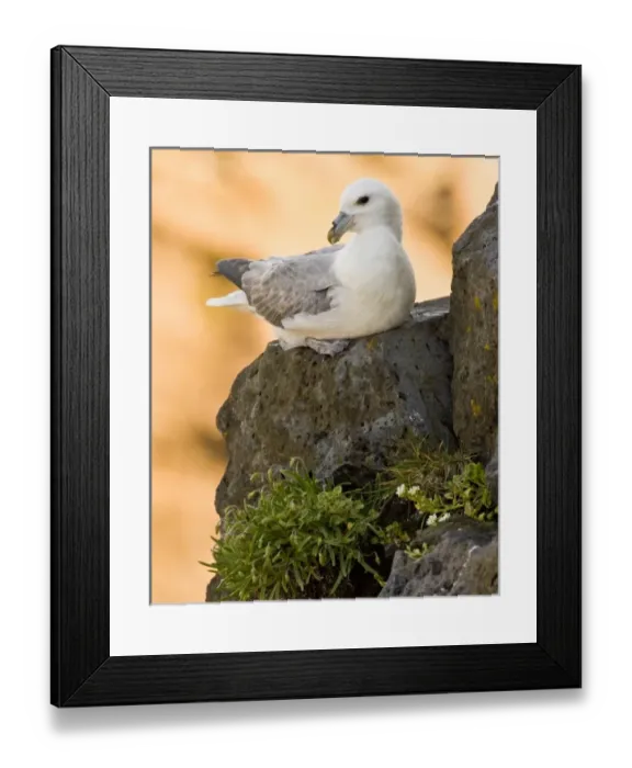 Framed Print : Northern Fulmar guards a nest in Iceland. Snaefellsness peninsula