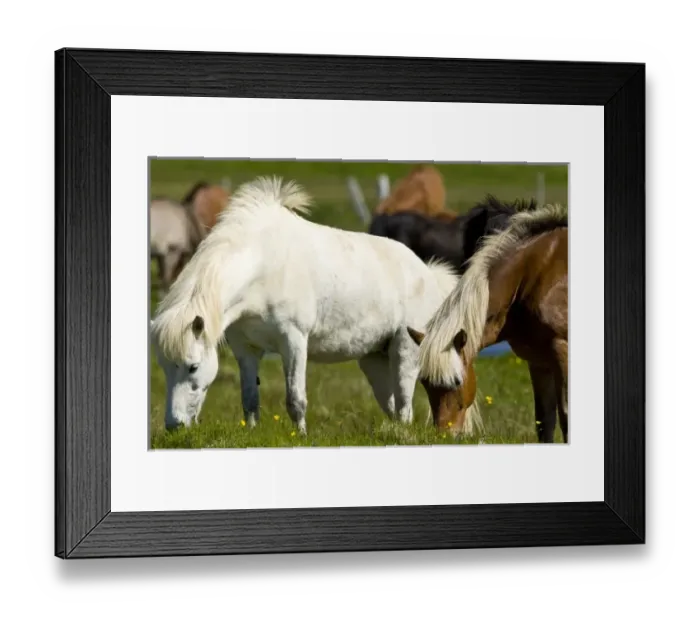 Framed Print : Icelandic Horses in western Iceland Framed Print : Icelandic Horses in western Iceland