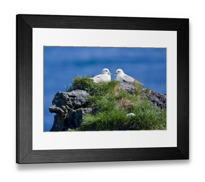 Framed Print : Northern Fulmars guard a nest. Snaefellsness peninsula in western Iceland Framed Print : Northern Fulmars guard a nest. Snaefellsness peninsula in western Iceland
