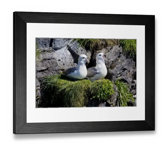 Framed Print : Europe, Iceland Framed Print : Europe, Iceland