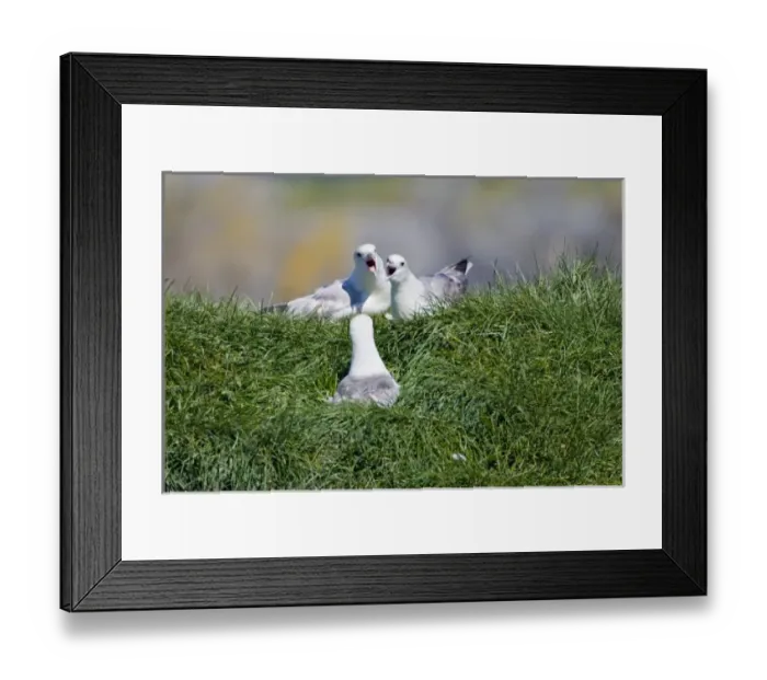 Framed Print : Europe, Iceland Framed Print : Europe, Iceland