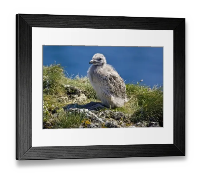 Framed Print : A Great Black-backed Gull chick. Snaefellsness peninsula in western Iceland Framed Print : A Great Black-backed Gull chick. Snaefellsness peninsula in western Iceland
