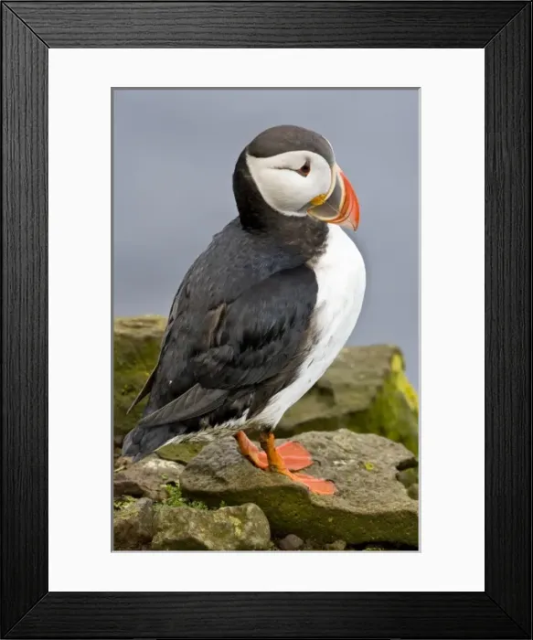 Framed Print : Europe, Iceland Framed Print : Europe, Iceland