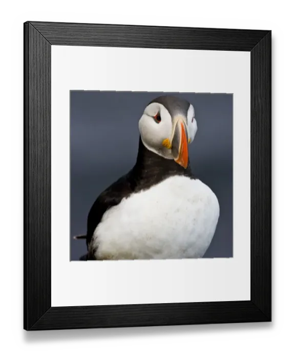 Framed Print : The Atlantic Puffin, a pelagic seabird, shown here in breeding colors. Latrabjerg peninsula Framed Print : The Atlantic Puffin, a pelagic seabird, shown here in breeding colors. Latrabjerg peninsula