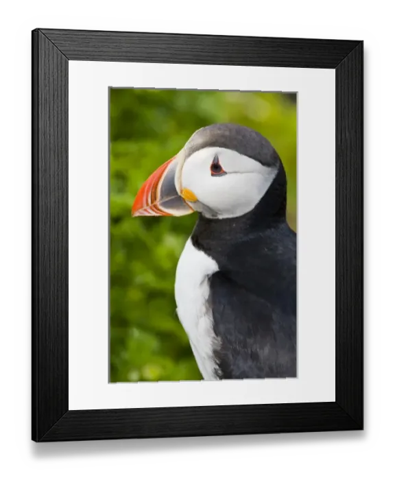 Framed Print : The Atlantic Puffin, a pelagic seabird, shown here in breeding colors. Latrabjerg peninsula Framed Print : The Atlantic Puffin, a pelagic seabird, shown here in breeding colors. Latrabjerg peninsula