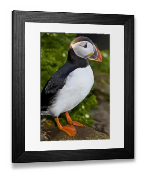 Framed Print : The Atlantic Puffin, a pelagic seabird, shown here in breeding colors. Latrabjerg peninsula Framed Print : The Atlantic Puffin, a pelagic seabird, shown here in breeding colors. Latrabjerg peninsula