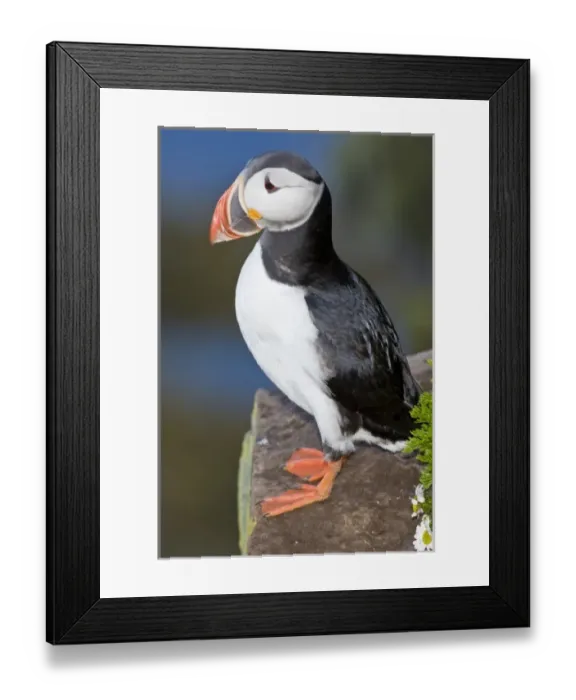 Framed Print : The Atlantic Puffin, a pelagic seabird, shown here in breeding colors. Latrabjerg peninsula Framed Print : The Atlantic Puffin, a pelagic seabird, shown here in breeding colors. Latrabjerg peninsula