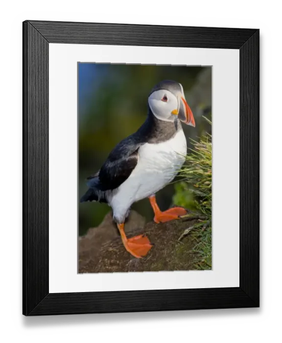 Framed Print : The Atlantic Puffin, a pelagic seabird, shown here in breeding colors. Latrabjerg peninsula Framed Print : The Atlantic Puffin, a pelagic seabird, shown here in breeding colors. Latrabjerg peninsula