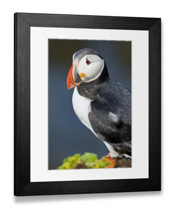 Framed Print : Europe, Iceland Framed Print : Europe, Iceland