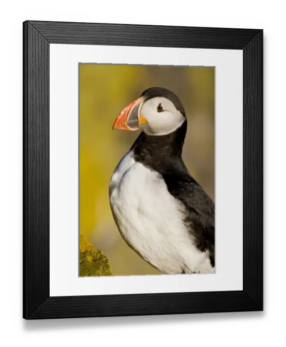 Framed Print : Europe, Iceland Framed Print : Europe, Iceland