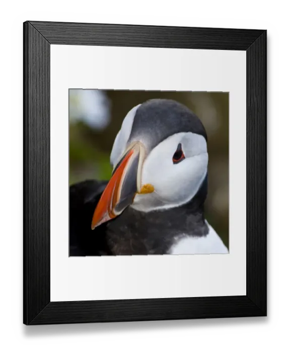 Framed Print : The Atlantic Puffin, a pelagic seabird, shown here in breeding colors. Latrabjerg peninsula Framed Print : The Atlantic Puffin, a pelagic seabird, shown here in breeding colors. Latrabjerg peninsula
