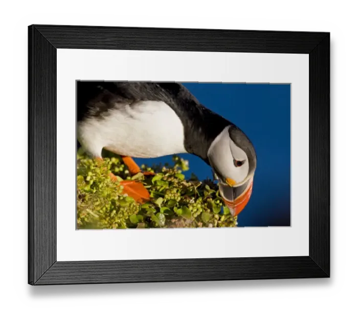 Framed Print : Europe, Iceland Framed Print : Europe, Iceland