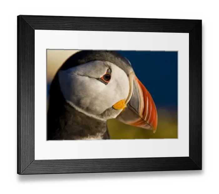 Framed Print : The Atlantic Puffin, a pelagic seabird, shown here in breeding colors. Latrabjerg peninsula Framed Print : The Atlantic Puffin, a pelagic seabird, shown here in breeding colors. Latrabjerg peninsula