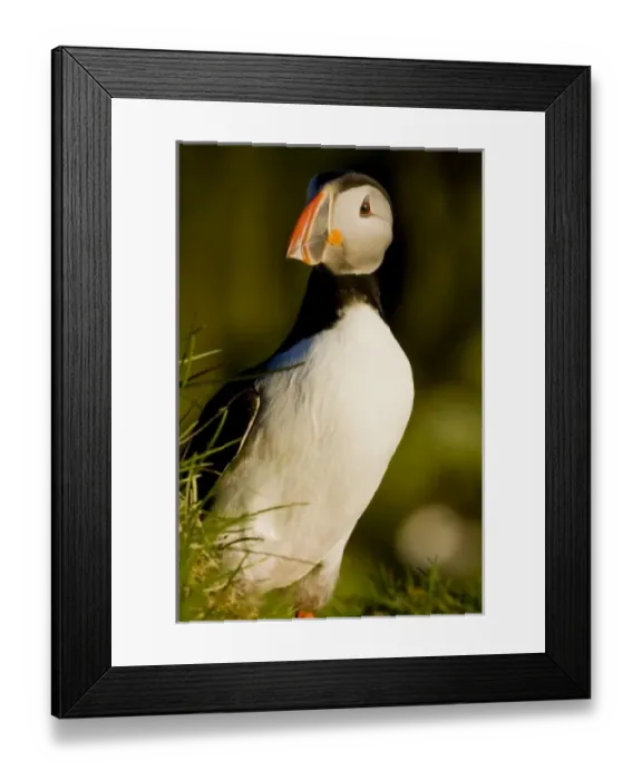 Framed Print : Europe, Iceland Framed Print : Europe, Iceland