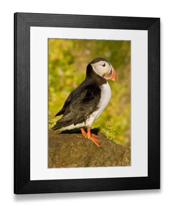 Framed Print : Europe, Iceland Framed Print : Europe, Iceland