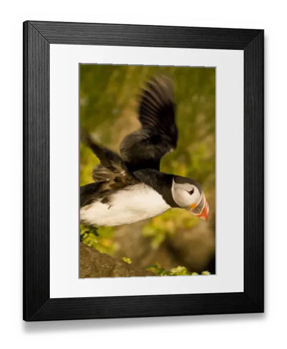 Framed Print : Europe, Iceland Framed Print : Europe, Iceland