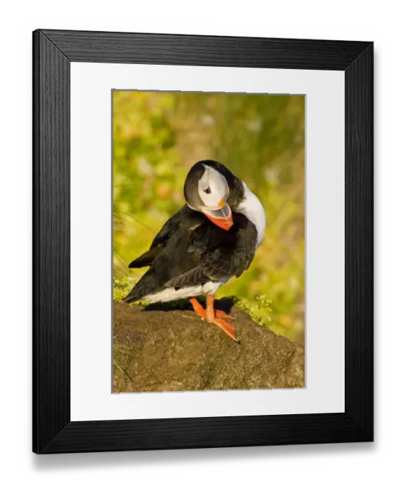 Framed Print : Europe, Iceland Framed Print : Europe, Iceland