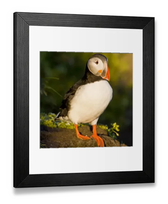 Framed Print : Europe, Iceland Framed Print : Europe, Iceland