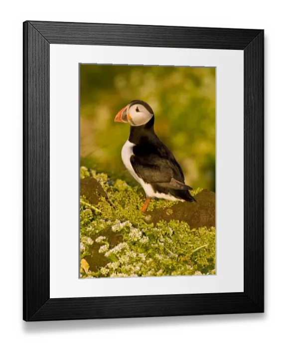 Framed Print : Europe, Iceland Framed Print : Europe, Iceland