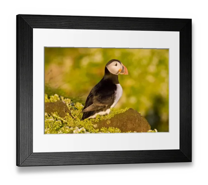 Framed Print : Europe, Iceland Framed Print : Europe, Iceland