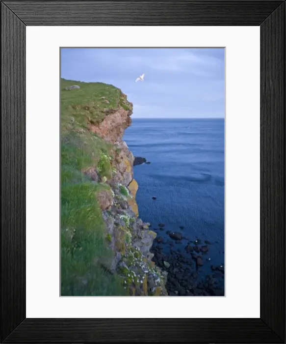 Framed Print : Midnight sun on the cliff at Latrabjerg, Iceland Framed Print : Midnight sun on the cliff at Latrabjerg, Iceland