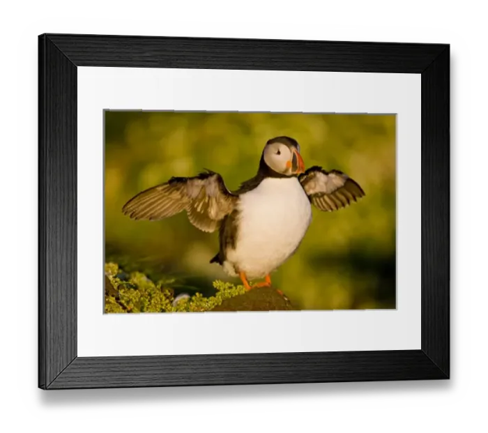 Framed Print : The Atlantic Puffin, a pelagic seabird, shown here in breeding colors. Latrabjerg peninsula Framed Print : The Atlantic Puffin, a pelagic seabird, shown here in breeding colors. Latrabjerg peninsula