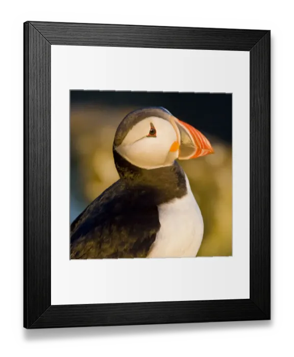 Framed Print : The Atlantic Puffin, a pelagic seabird, shown here in breeding colors. Latrabjerg peninsula