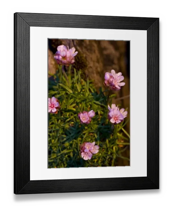 Framed Print : Flowers, Latrabjerg, Iceland Framed Print : Flowers, Latrabjerg, Iceland