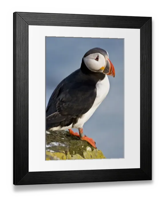 Framed Print : The Atlantic Puffin, a pelagic seabird, shown here in breeding colors. Latrabjerg peninsula Framed Print : The Atlantic Puffin, a pelagic seabird, shown here in breeding colors. Latrabjerg peninsula