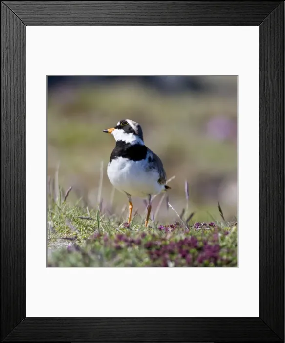 Framed Print : Europe, Iceland Framed Print : Europe, Iceland