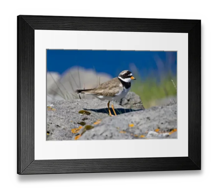 Framed Print : Ringed Plover in flowered field near latrabjerg, Iceland Framed Print : Ringed Plover in flowered field near latrabjerg, Iceland