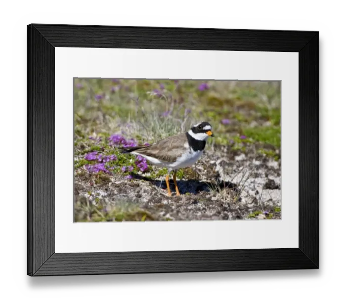 Framed Print : Europe, Iceland Framed Print : Europe, Iceland