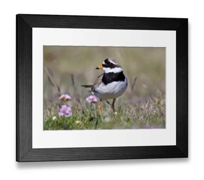 Framed Print : Europe, Iceland