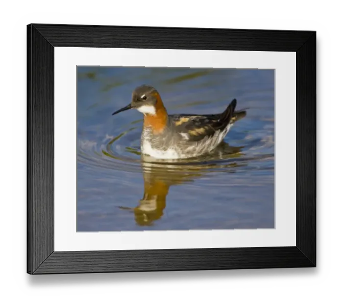 Framed Print : Red-necked Phalarope swims in a pond near Latrabjerg, Iceland Framed Print : Red-necked Phalarope swims in a pond near Latrabjerg, Iceland