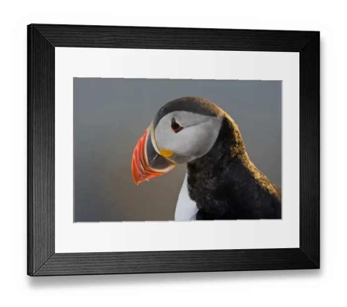 Framed Print : The Atlantic Puffin, a pelagic seabird, shown here in breeding colors. Latrabjerg peninsula