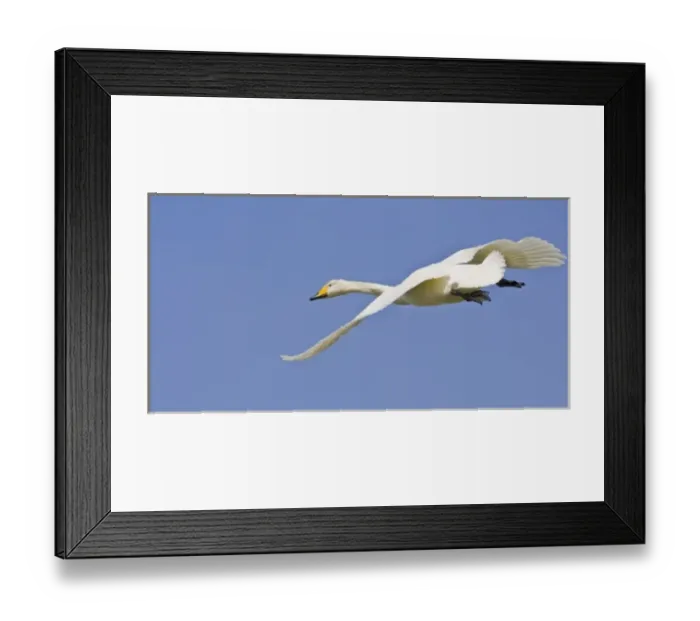 Framed Print : Whooper Swan in flight near Latrabjerg, Iceland Framed Print : Whooper Swan in flight near Latrabjerg, Iceland