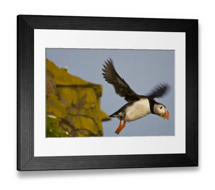 Framed Print : The Atlantic Puffin, a pelagic seabird, shown here in breeding colors. Latrabjerg peninsula