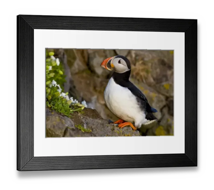 Framed Print : The Atlantic Puffin, a pelagic seabird, shown here in breeding colors. Latrabjerg peninsula Framed Print : The Atlantic Puffin, a pelagic seabird, shown here in breeding colors. Latrabjerg peninsula