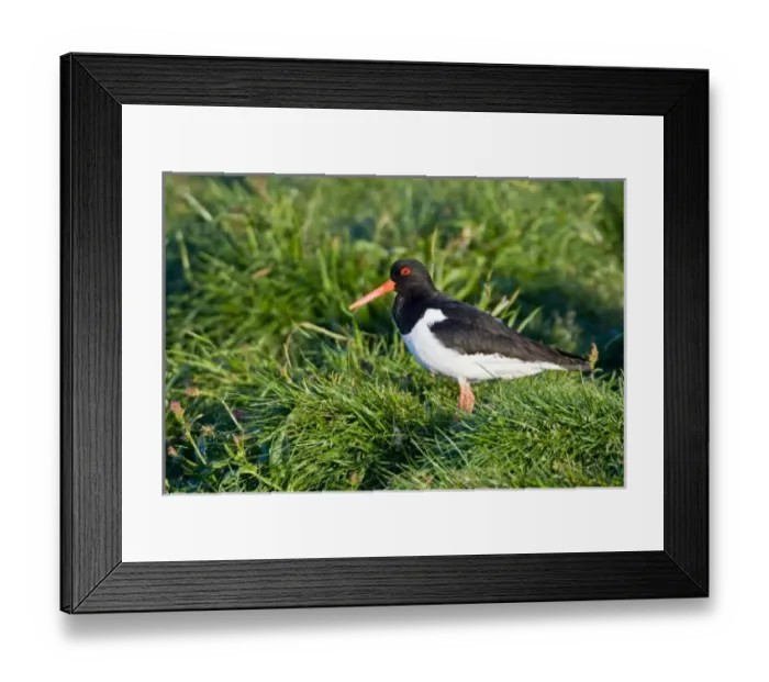 Framed Print : Eurasian Oystercatcher near Snaefellsness, Iceland