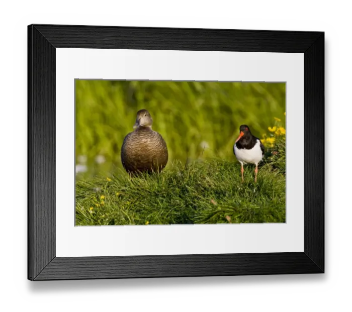 Framed Print : Europe, Iceland Framed Print : Europe, Iceland