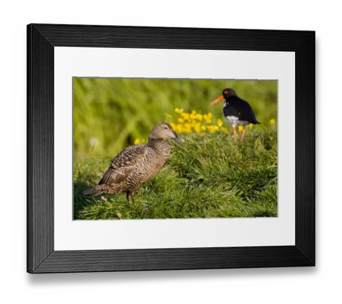 Framed Print : Europe, Iceland Framed Print : Europe, Iceland