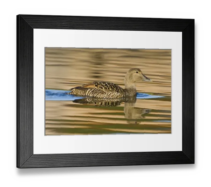 Framed Print : Europe, Iceland Framed Print : Europe, Iceland