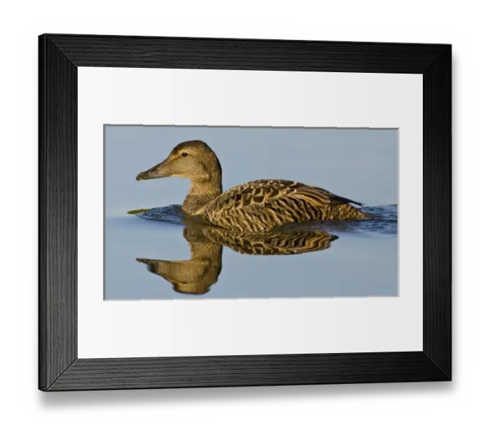 Framed Print : Eider female swims in pond near Snaefellsness, Iceland Framed Print : Eider female swims in pond near Snaefellsness, Iceland