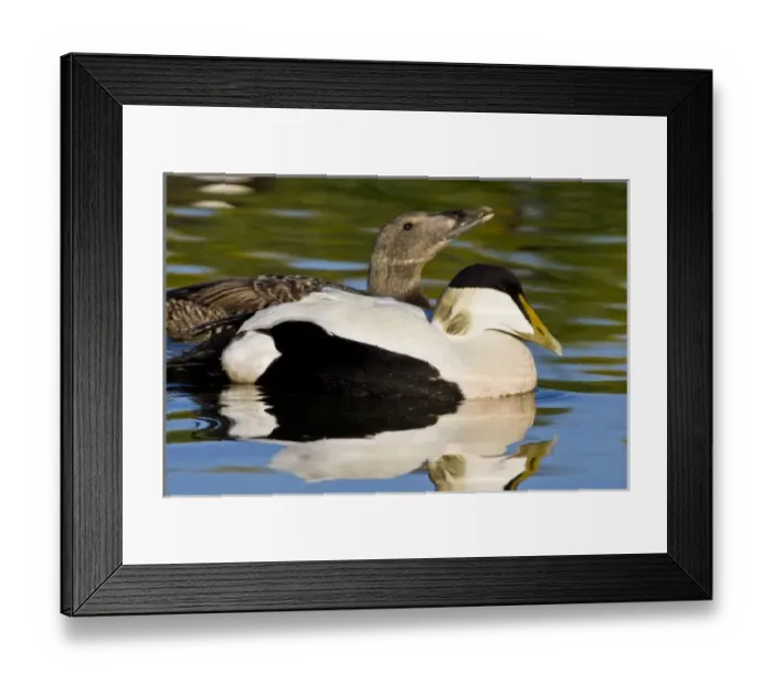 Framed Print : Eider pair swim in pond near Snaefellsness, Iceland Framed Print : Eider pair swim in pond near Snaefellsness, Iceland
